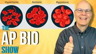 Essential for AP Bio: Osmosis and Water Potential