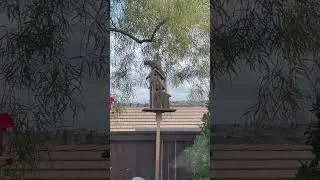 Squirrel Trying To Get To The Bird Feeder