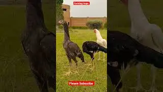 Oh Shamo Chickens
