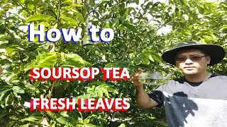 How to make Soursop Leaf Tea from Fresh Soursop Leaf GardenHula