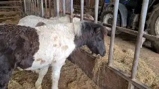 Vixen  ponies - Lots 78 to 91