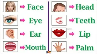Body Parts Name in English | Our Body Parts Name in English with Spelling