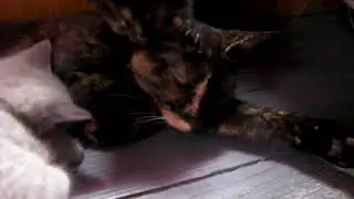 My Kitten's Memories