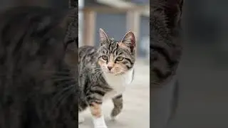 Beautiful, Elegant, Intelligent, Capable, Loving, Majestic... CATS!