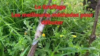 Le greffage les meilleures methodes pour débuter