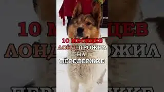 Умирающего пса спасли в последний момент 