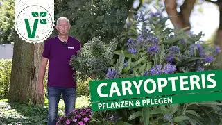 Caryopteris pflanzen & pflegen - Bartblumen im Garten