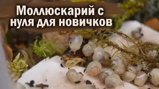ОБУСТРОЙСТВО ТЕРРАРИУМА ДЛЯ УЛИТОК С НУЛЯ