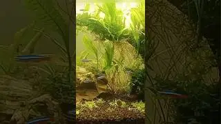 lihatlah ikan hias ini 
