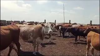 Ангус, әулиекөл бұқа симентал сиырды өткізіп жүр!