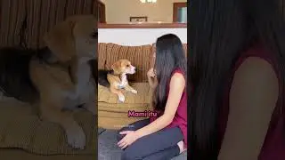 PRANK NGASIH TAU ANABUL NAMA ASLIKU‼️😂 