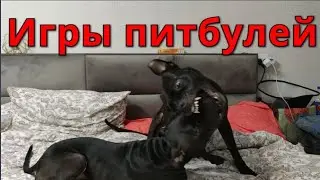 Как играют питбули!!!
