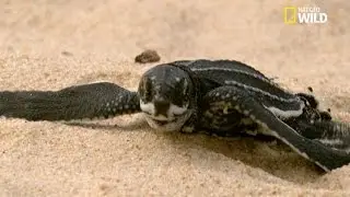 Leatherback turtle eggs hatch