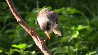 Lorikeets and Manorinas at Dr Rom's Bird Sanctuary in March 2023 after decimation in January 2023