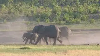 gajah
