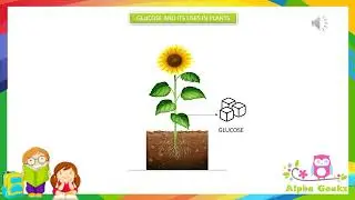 Glucose and Its Uses in Plants - Module 1.5 (Chapter 1 - Olympiad Class 4 Science)