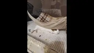 Уборка у свинок в стеллаже