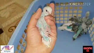Muhabbet kuşu 2 takımın yavrularını birleştirdik:)