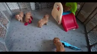 Cavapoo Pups 5.5 Weeks Old