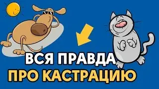 Кастрация в СПб