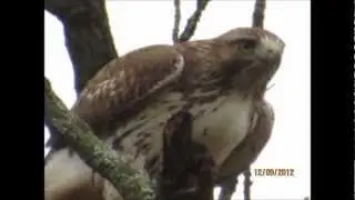 Redtail Hawks DukeIsland / Louis Balboa