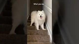 What you see #viral #youtube #yt #shortsvideo #dogs #video #ytshorts #puppy #fyp #shorts #foryou