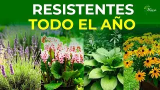 10 Sun- and Cold-Resistant Outdoor Perennials | Your Perfect Garden Effortlessly