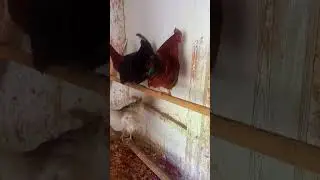 Петухи как куры /  Roosters are like chickens  #chickens #roosters