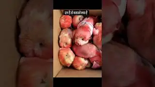 Apple wale video Kaise banaen 👌 #trending #facts #phonepeunabletoloadaccountbalance