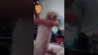Tiapanong