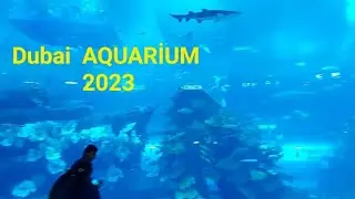 Dubai Aquarium 2023 -  Dubai Mall Akvaryum.