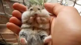 Hamsters - A Cute Hamster And Funny Hamster Videos Compilation NEW HD
