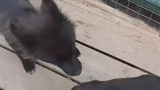 Боксер Юрчик
