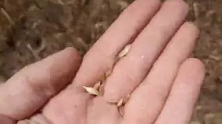 Пшеница перед уборкой! Пилильщик в деле!