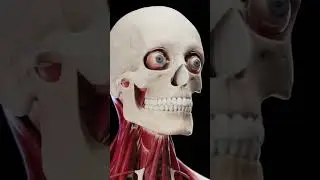 Мышцы