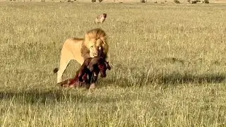 Hyenas can only watch from a far as two big lion brothers feast