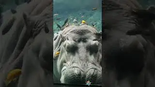 🟢Al hipopotamo le encanta el agua