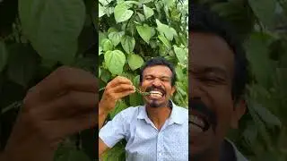 ගම්මිරිස් වගාව
