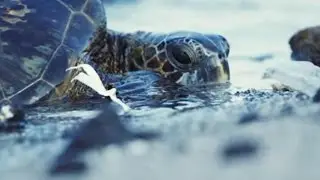 Plastic Pollution, Our Oceans, Our Future