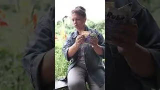 Как вылечить яблоню от монилиоза ? (часть 2)