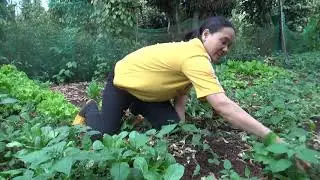 Making homemade homemade mother-made vegetables- delicious tongue swallowing