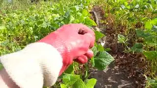 Фасоль промежуточный результат июля, подробно