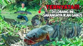 🔴NGERI || SEUMUR UMUR BARU PERTAMA KALI NANGKAP IKAN DI BAWAH LUMPUR