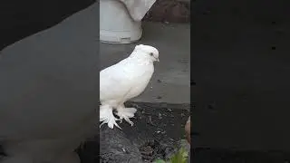 узбекские голуби Абдусалама город ош т,0996557 557770 стандарт☆