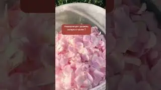 🌸Чай из лепестков шиповника