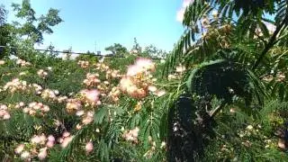 Ленкоранская акация