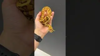 Snake Born with a Mustache?! #ballpython #reptiles #animal #pets #funnyanimals