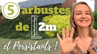 5 arbustes de 2m et persistants pour votre haie !