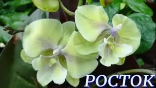 №660/ ОРХИДЕИ в с/ц РОСТОК к 8 МАРТА