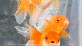 Amazing Goldfish in aquarium Preparation for the coming fry, @goldenfish1410